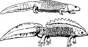 Тритоны (Triturus cristatus)