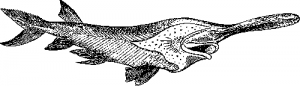 Веслонос—Polyodon folium