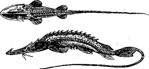 Лопатонос (Pseudoscaphirhynchus kaufmanni)