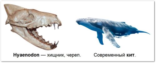 Эволюция китообразных от Hyaenodon до современного кита