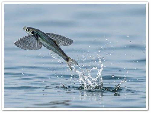 Летающие рыбы, семейство Exocoetidae, насчитывает около 69–71 вида