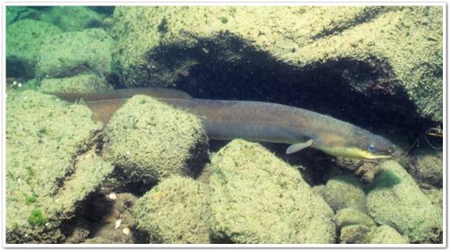 Угри (Anguilliformes) отряд рыб, похожих на змей, которые обитают как в пресной, так и в солёной воде.