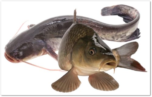 Семейство карповых, семейство сомовых на примерах Семейство карповых, семейство сомовых, разнообразие и промысел