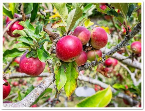 Яблоки эпитеты Яблоки эпитеты: Крепкое яблоко Помнится мне крепкое, румяное яблоко, которое пахло осенью.