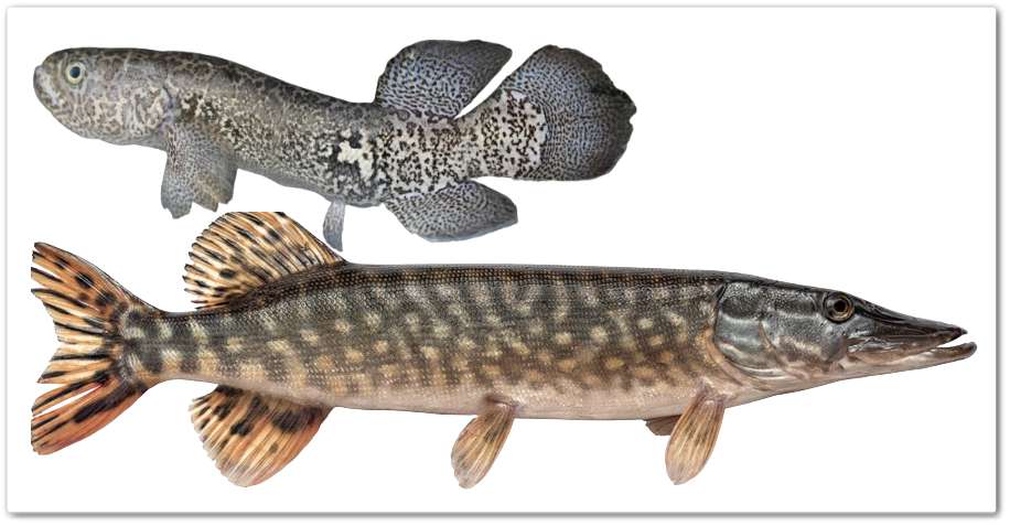 Рыбы щукообразные и ихние родственники Отряд рыб щукообразные: щука (Esox lucius) и даллия её близкий родственник