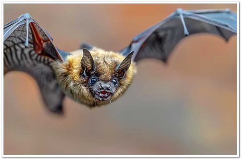 Летучая мышь в полете